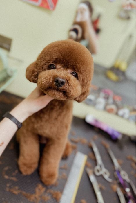 Грумінг тваринок