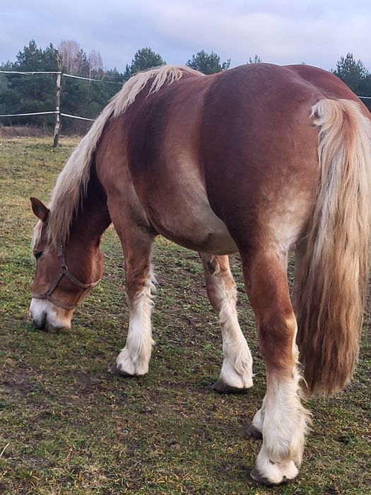 Koń, Klacz zimnokrwista, kasztanka,