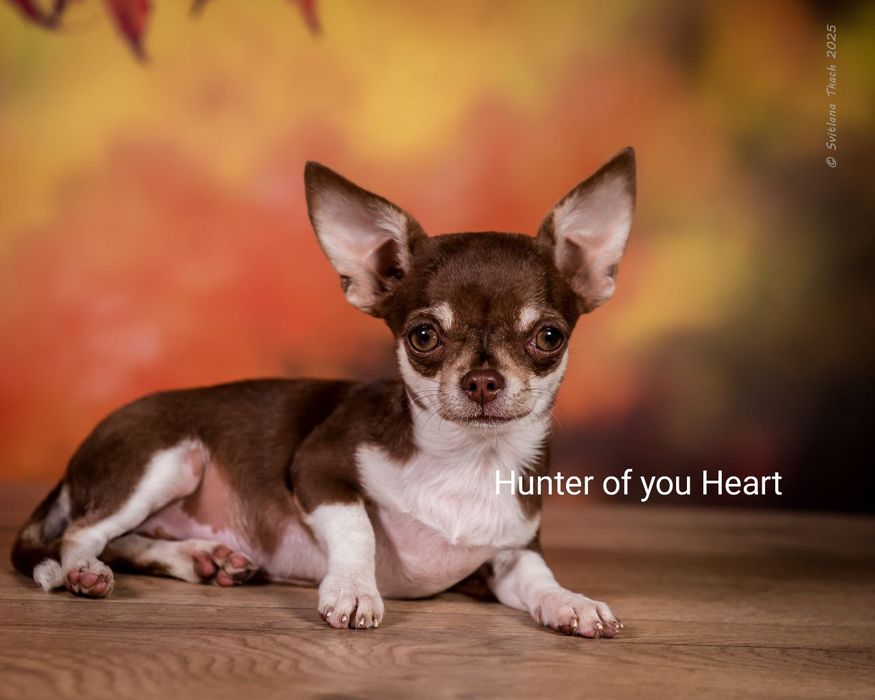 Мини чихуахуа девочка