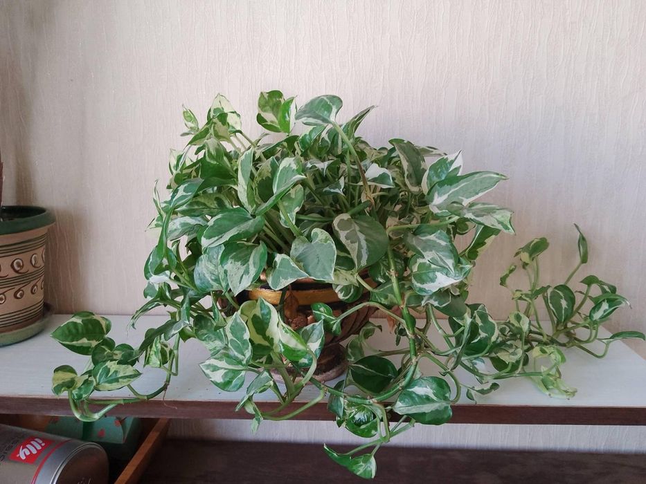 Сциндапсус (эпипрениум) N-Joy