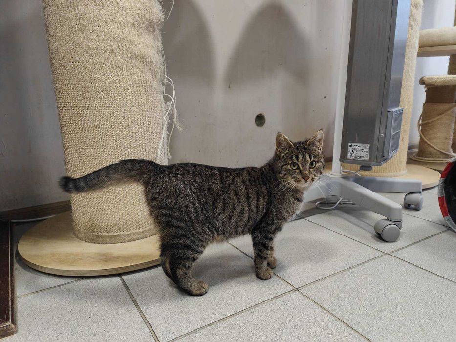 Szpinaczek uroczy kocurek