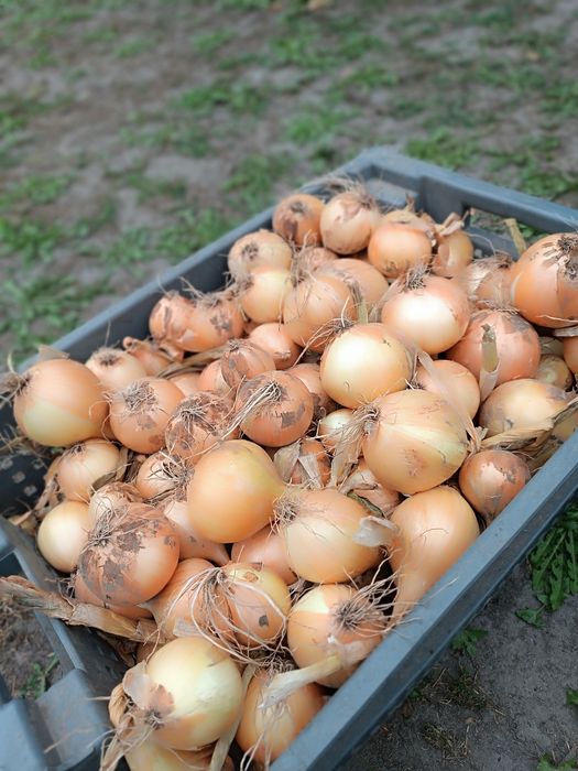 Продам домашню цибулю