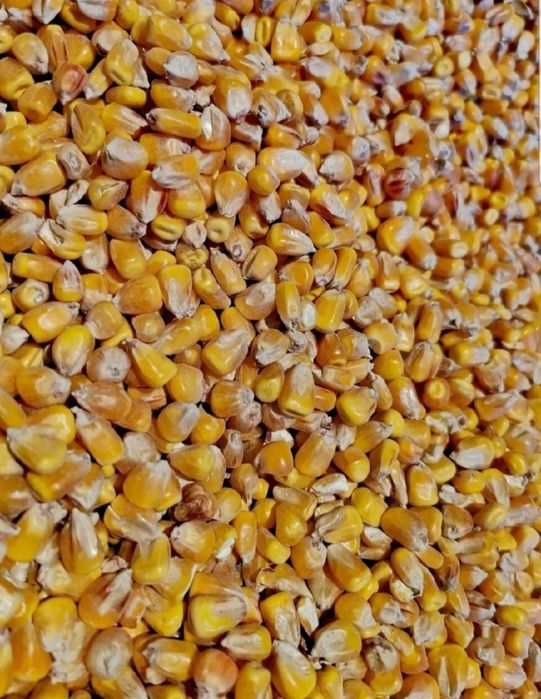 Kukurydza zbiór 2025