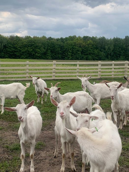 2-річні чистокровні зааненські кози