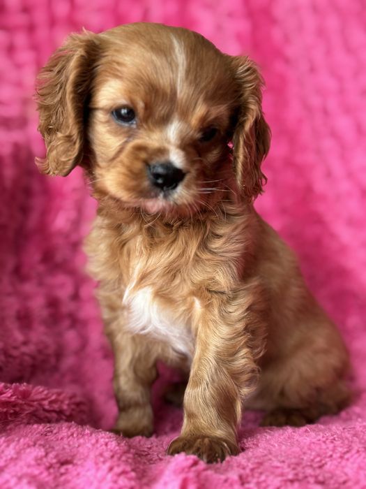 Piesek ruby- Cavalier King Charles Spaniel