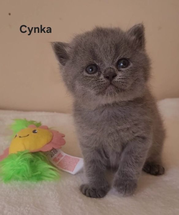 Kot brytyjski kocięta