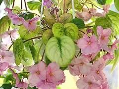 Фіалки трилер(кустові)