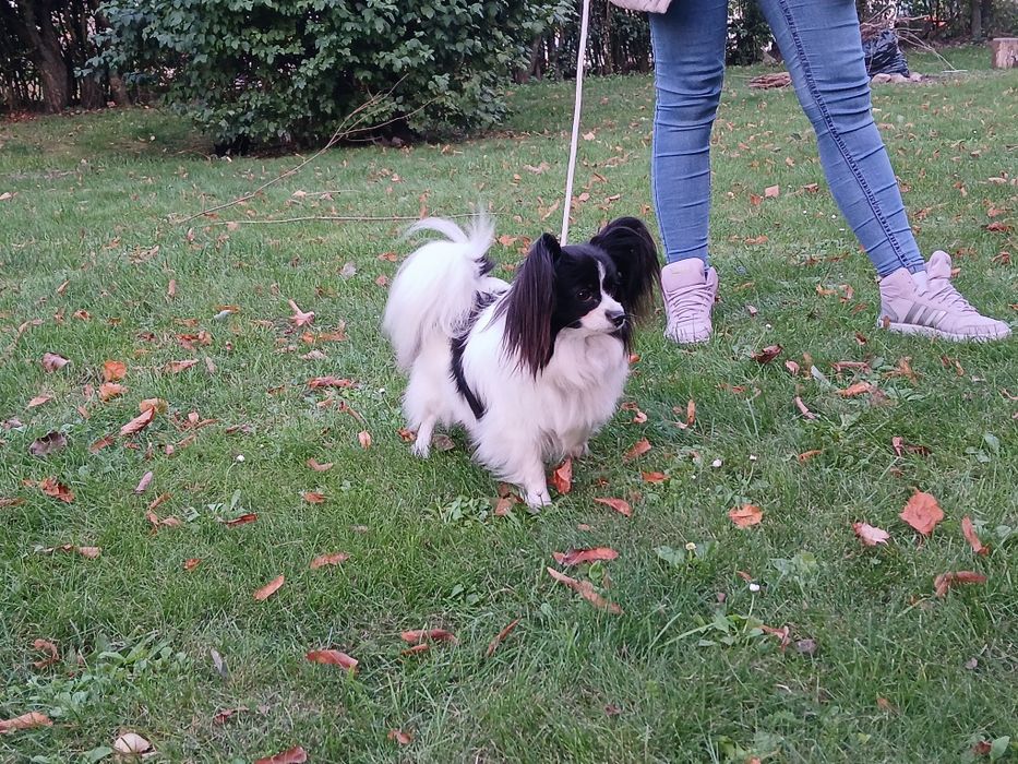Spaniel Kontynentalny Miniaturowy Papillon