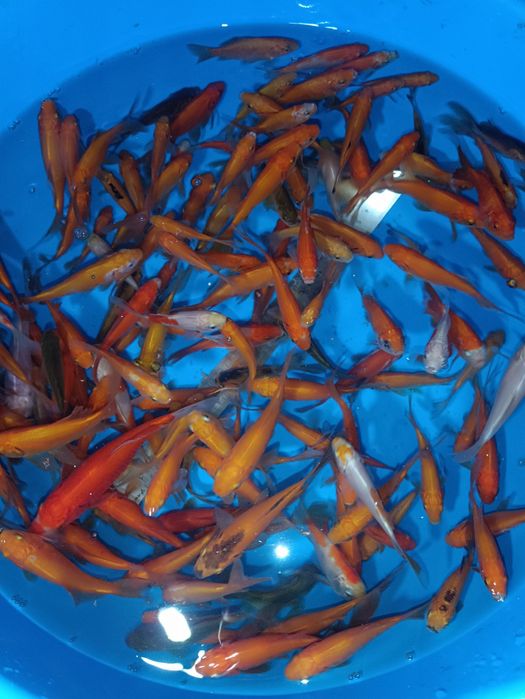 Продам рыбу комету и карпа