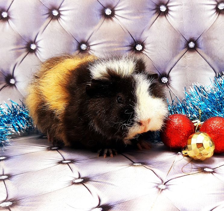 Морские свинки,морская свинка,морські свинки,морська свинка