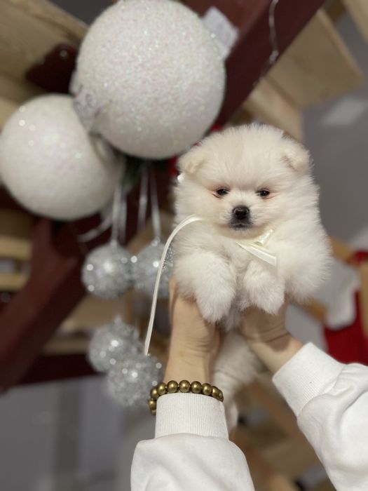 Померанські шпіци  від серця до серця