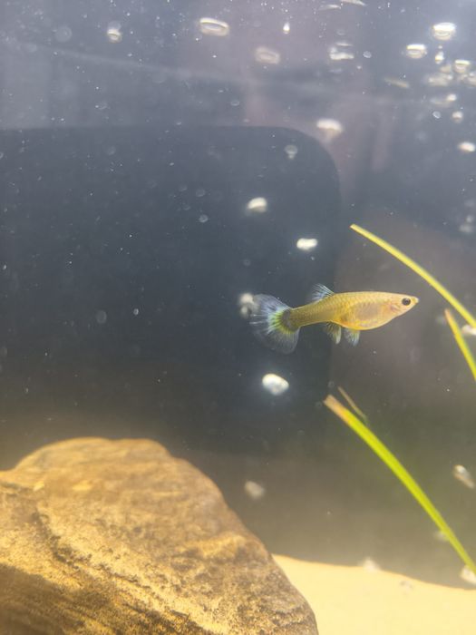 vendo guppys surtidos