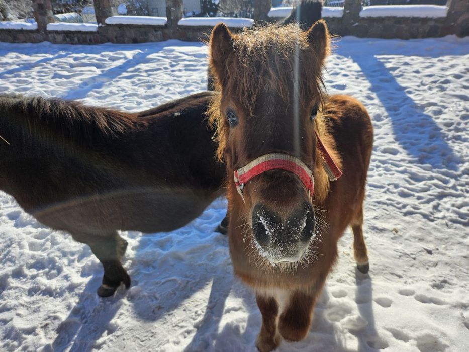 Sprzedam źerbaka Kuc ogier