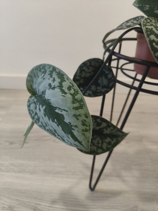 Scindapsus Pictus Trebie // planta interior