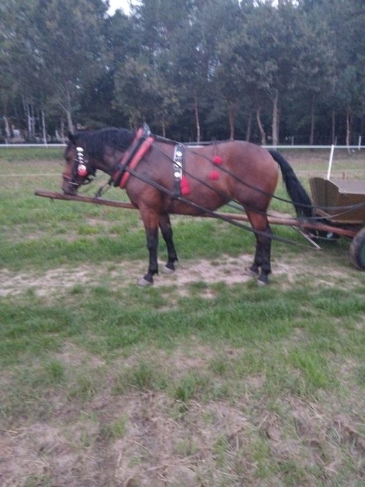 Klacz  śląska pogrubiana