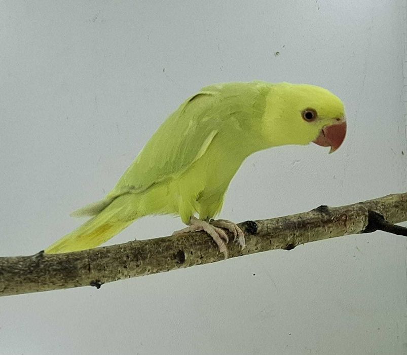 aleksandretty aleksandretta młode 25r zielone zółte niebieskie