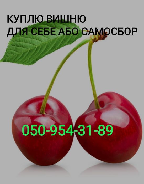Вишня вишня клубника