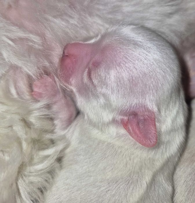 Maltańczyk UCI maleńka suczka