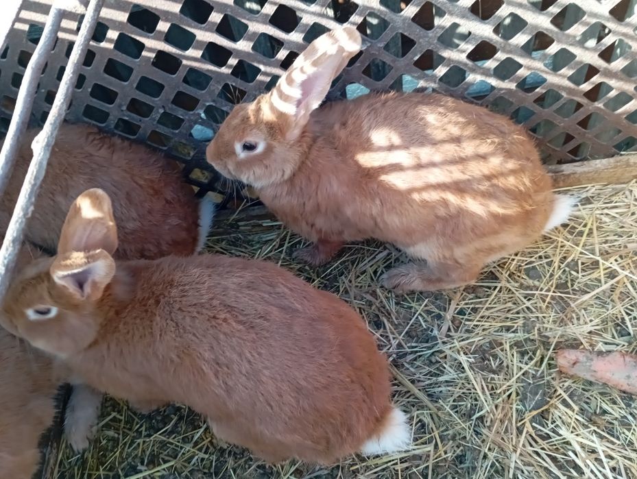 Samiczki burgundzkie