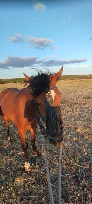 Молодий жеребець породи рисак