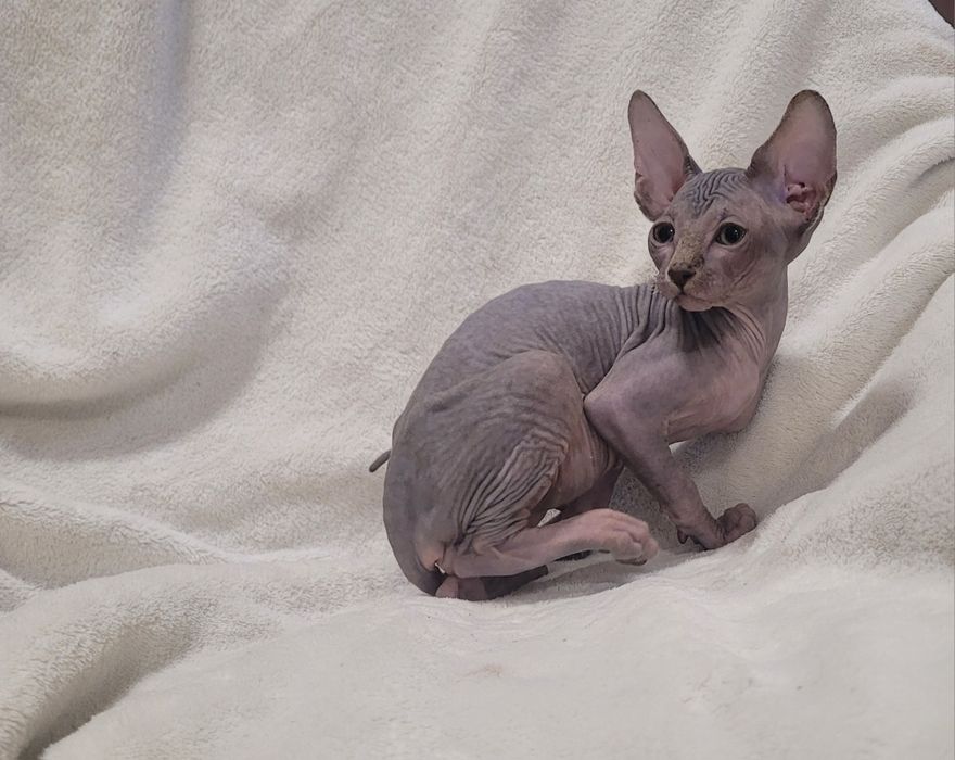 Gatinho sphynx bebé