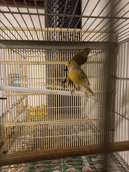 Vendo Canários Cantadores