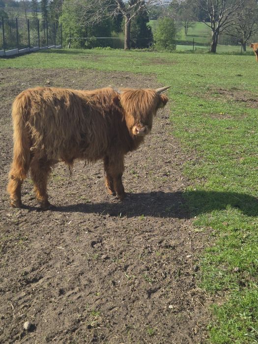 Byczek Highland szuka nowego stada