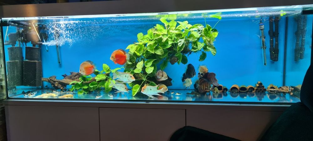 Zestaw akwarium 720L 200x60x60  kompletny z życiem