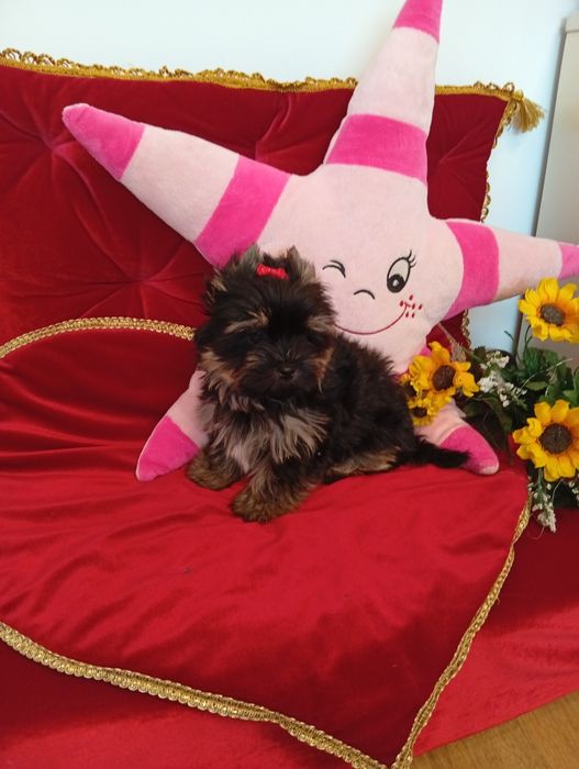 Mini samczyk Black Tan Yorkshire terrier