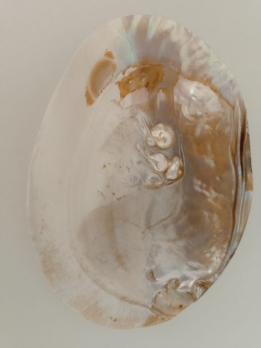 Concha decorativa