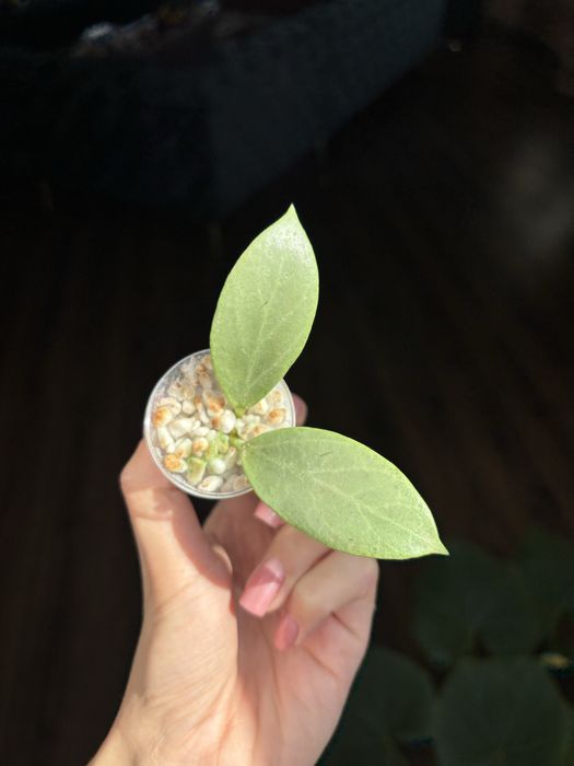Hoya Hoja Obscura Cryptic Chrome - ukorzeniona