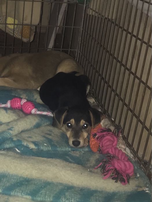 Цуценята, собачки, красунчики в добрі ручки!