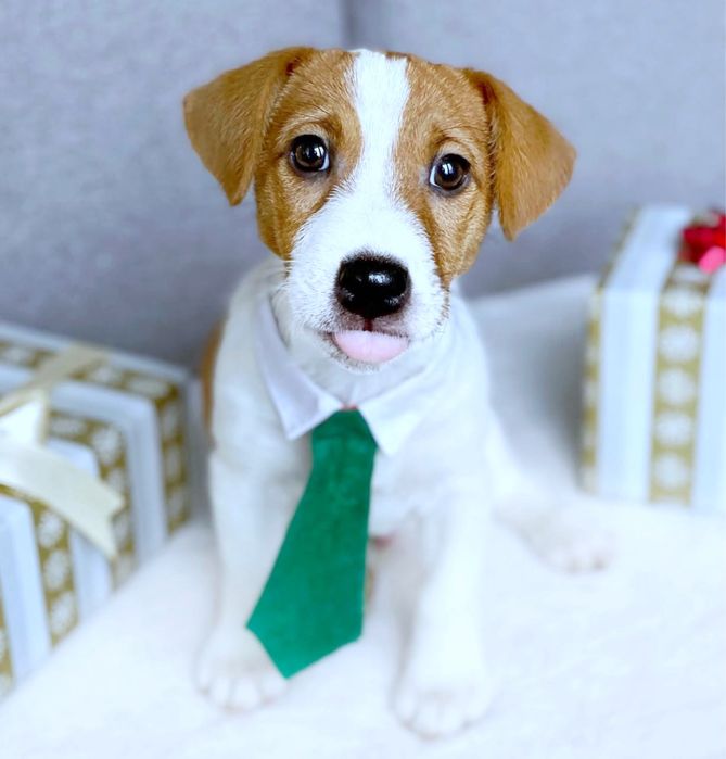 Джек Рассел Розкішні Малюки ‼️