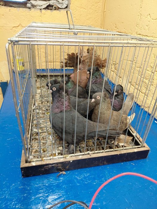 Wywrotki fajfry gołębie