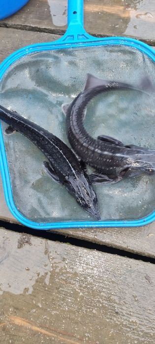 Narybek i kroczek karasia