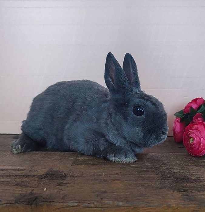 Ексклюзивный плюшевый гопоаллергеный кролик! Питомник из европы!