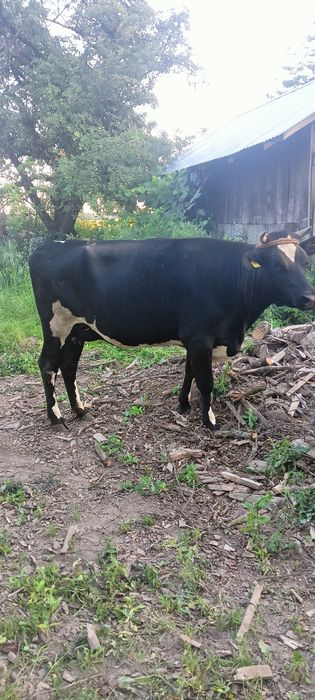 Sprzedam krowe i jałówkę