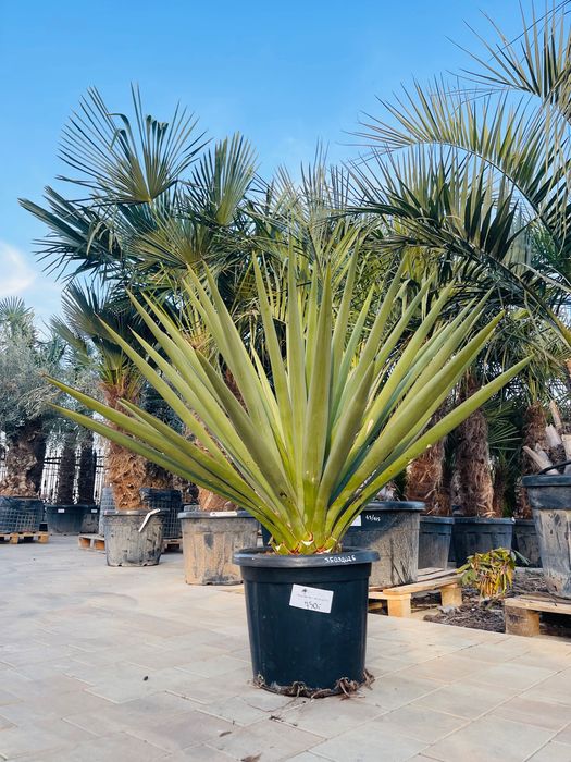 Yucca Treculeana juka yuca mrozoodporna -15 / -20