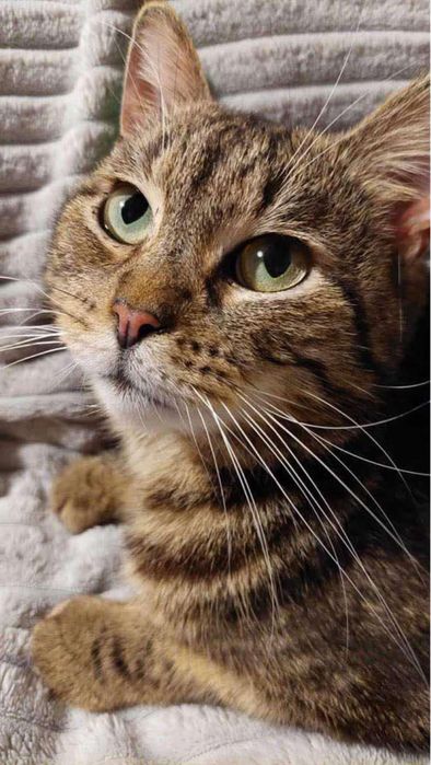 Przemuś szuka dobrego domu