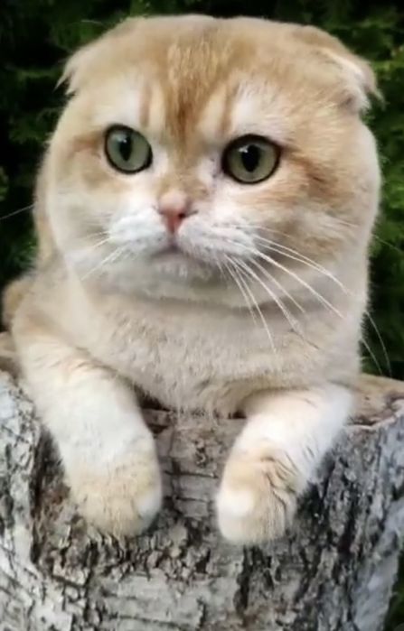 Клубный кот Вязка шотландская золотая шиншилла NY 12 Scottish fold