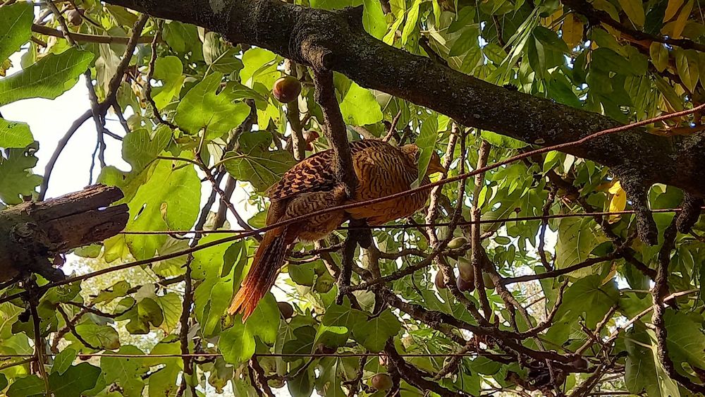 Faisões Dourados 2025