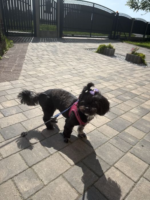 Opieka nad psem i kotem/ psi hotel