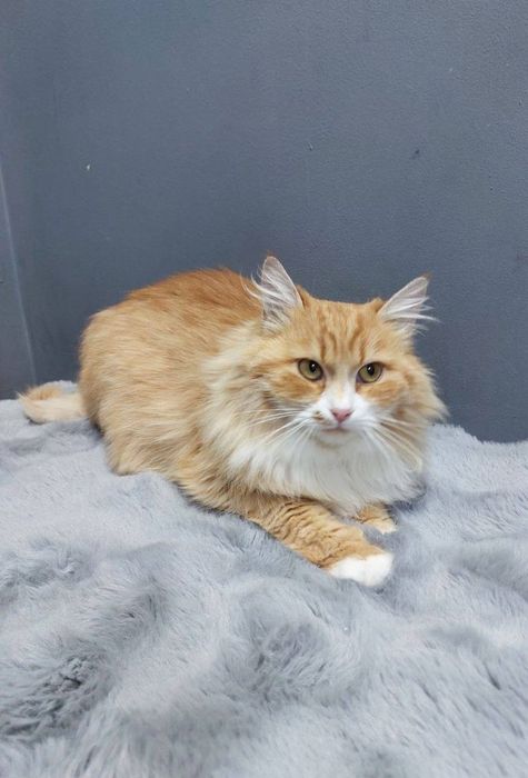 Златушка в добрі руки!