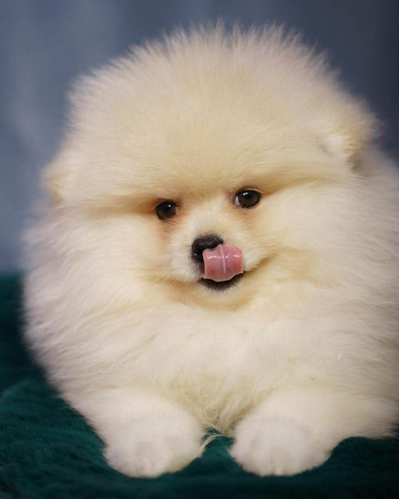 Pomeranian piesek