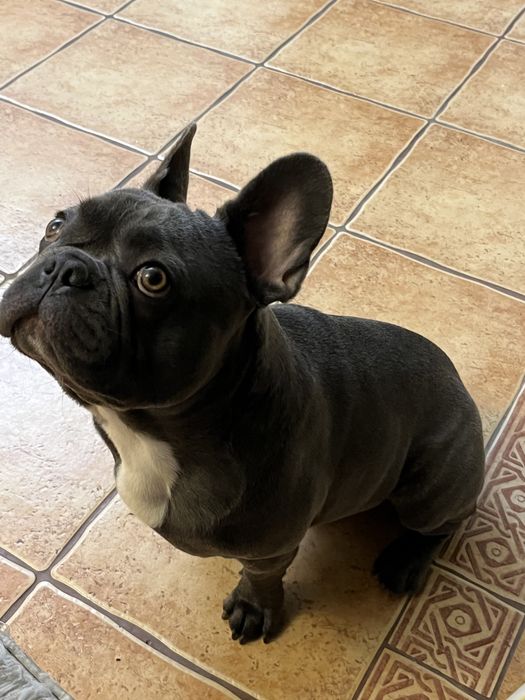 Buldog francuski 1,5 roku