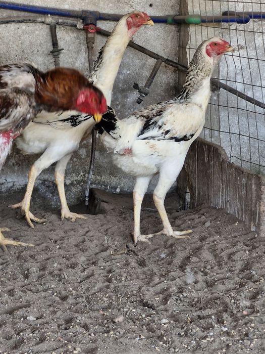 Galinhas   indio gigante com  90cmm