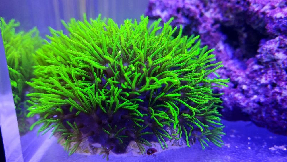 Кораллы в морской аквариум