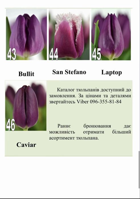 Тюльпани на 8.03 (мілкий гурт)