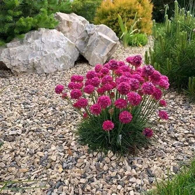 Армерия розовая , малиновая и белая, есть другие цветы