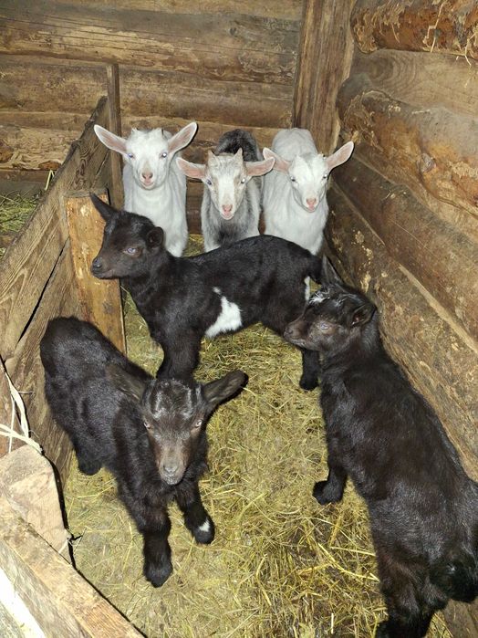 Продам козенята від 6 літрових кіз.